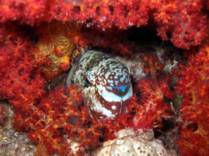 Begeisterte Gesichter beim Open Water Kurs