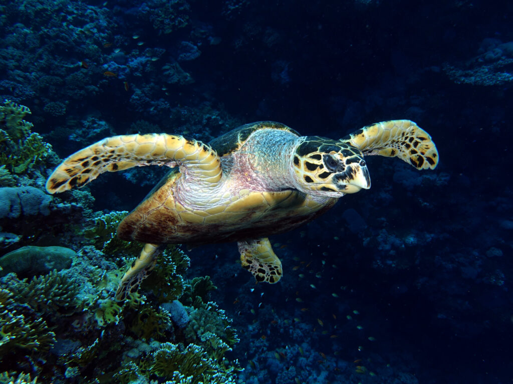 Die Crazy Turtle war wieder auf Kuschelkurs