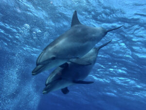 Delfine gleich früh am Morgen