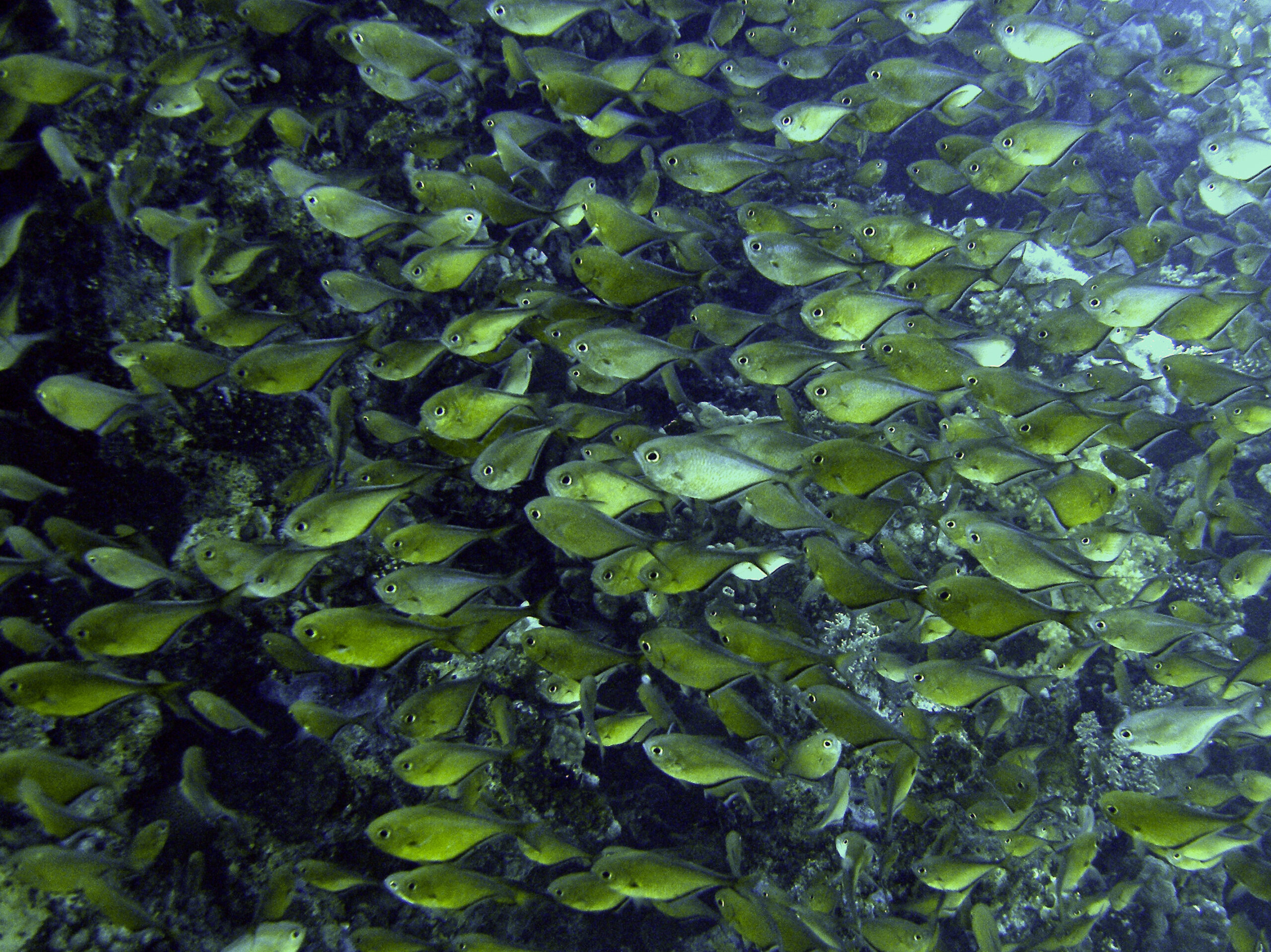 Die Fischsuppe schmeckte vorzüglich