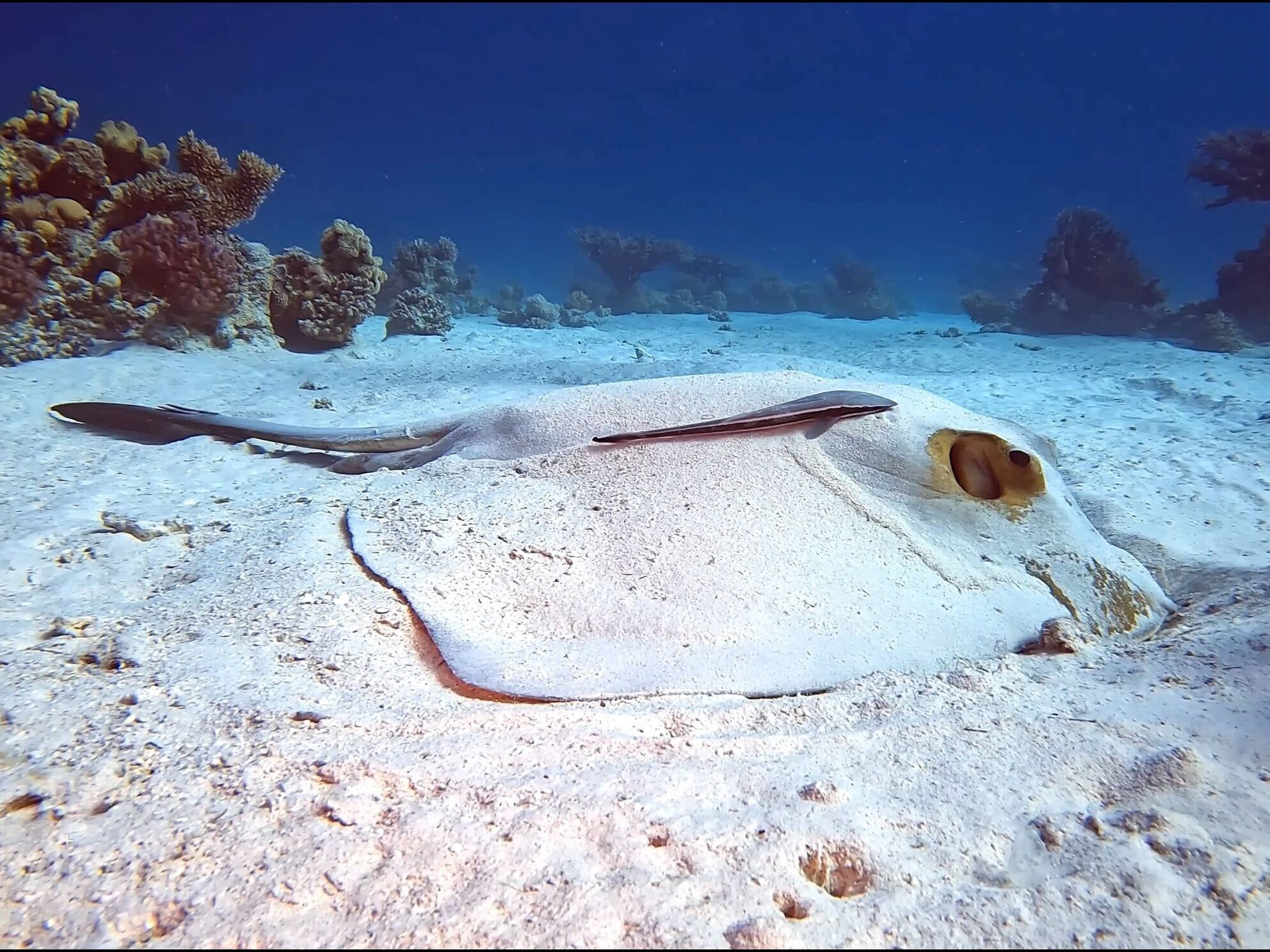 Nicht nur kleine Fische zwischen den Inseln