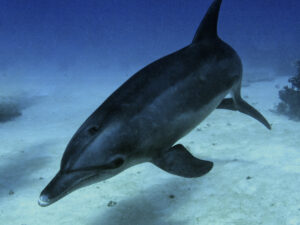 Ein toller Tauchgang mit Delfinbegleitung