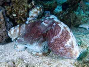 Fröhliche Scuba Junkies auf Entdeckungstour