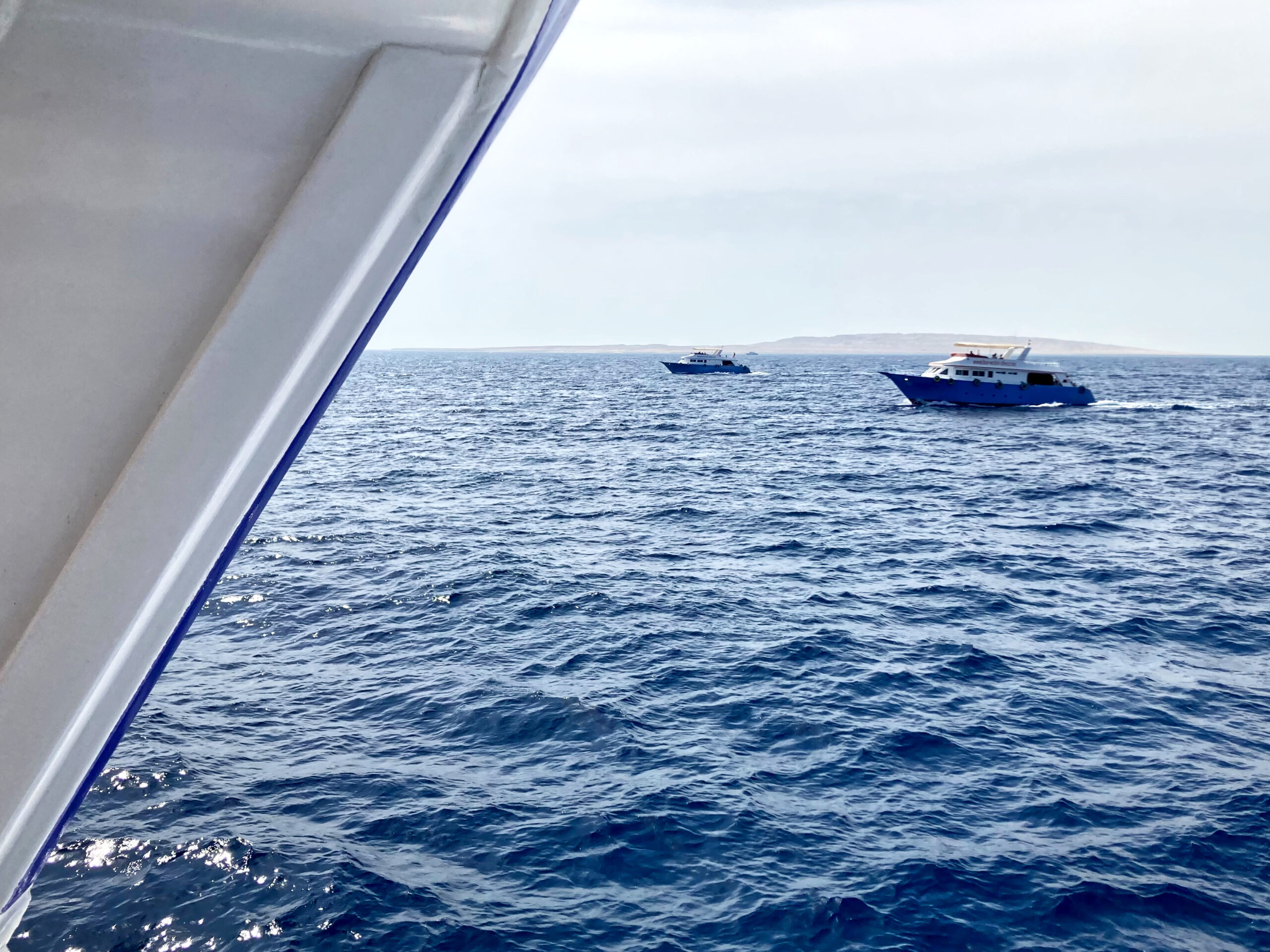 Im Roten Meer war wieder viel geboten