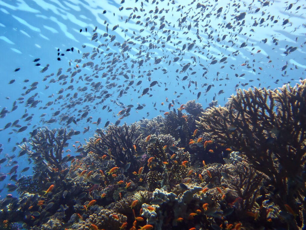 Ein ganzes Meer voll mit Schwarmfischen