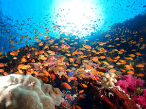 Bunte Korallen und viele Fische