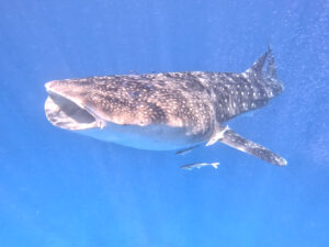 Eine besondere Überraschung bei Abu Hashish