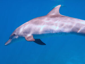 Delfine am letzten OWD Kurstag