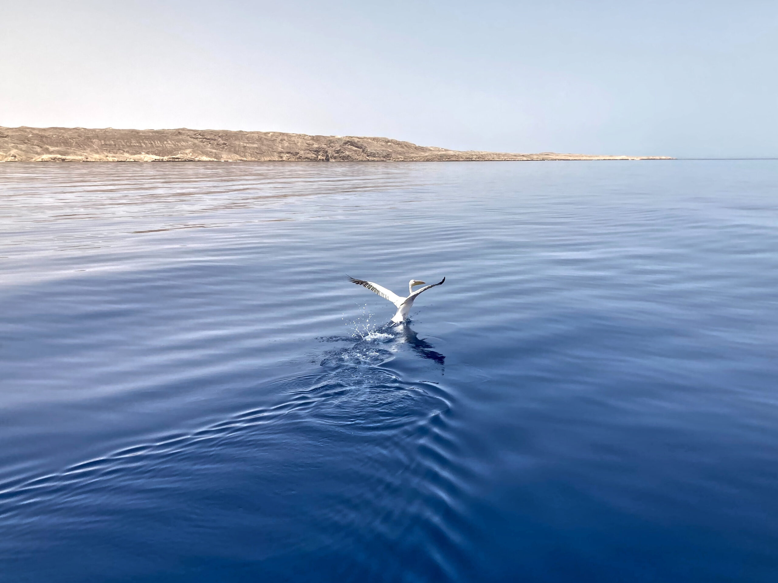 Tauchen im Infinity Pool Rotes Meer