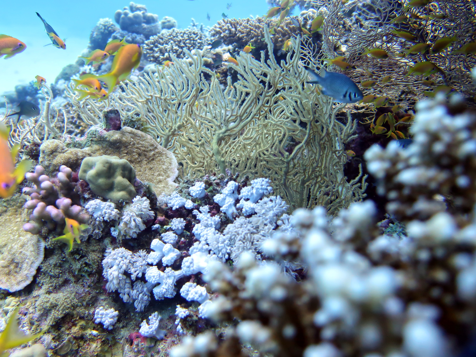 Fleißige Fische an farbenfrohen Blöcken