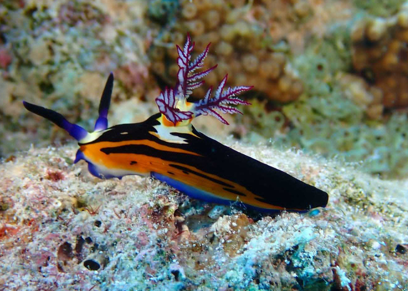 Trotz Wind Besuch der Unterwasser Freunde