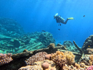 Bunte Korallen und Altmetall im Roten Meer