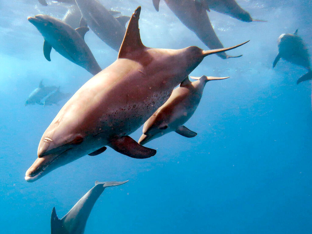 Riffglück auf ganzer Linie