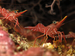 Das Rote Meer in Bestform
