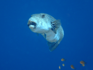 Am dritten Advent gings zu den Fischen