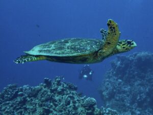 Viele Schildkröten und bunte Korallen