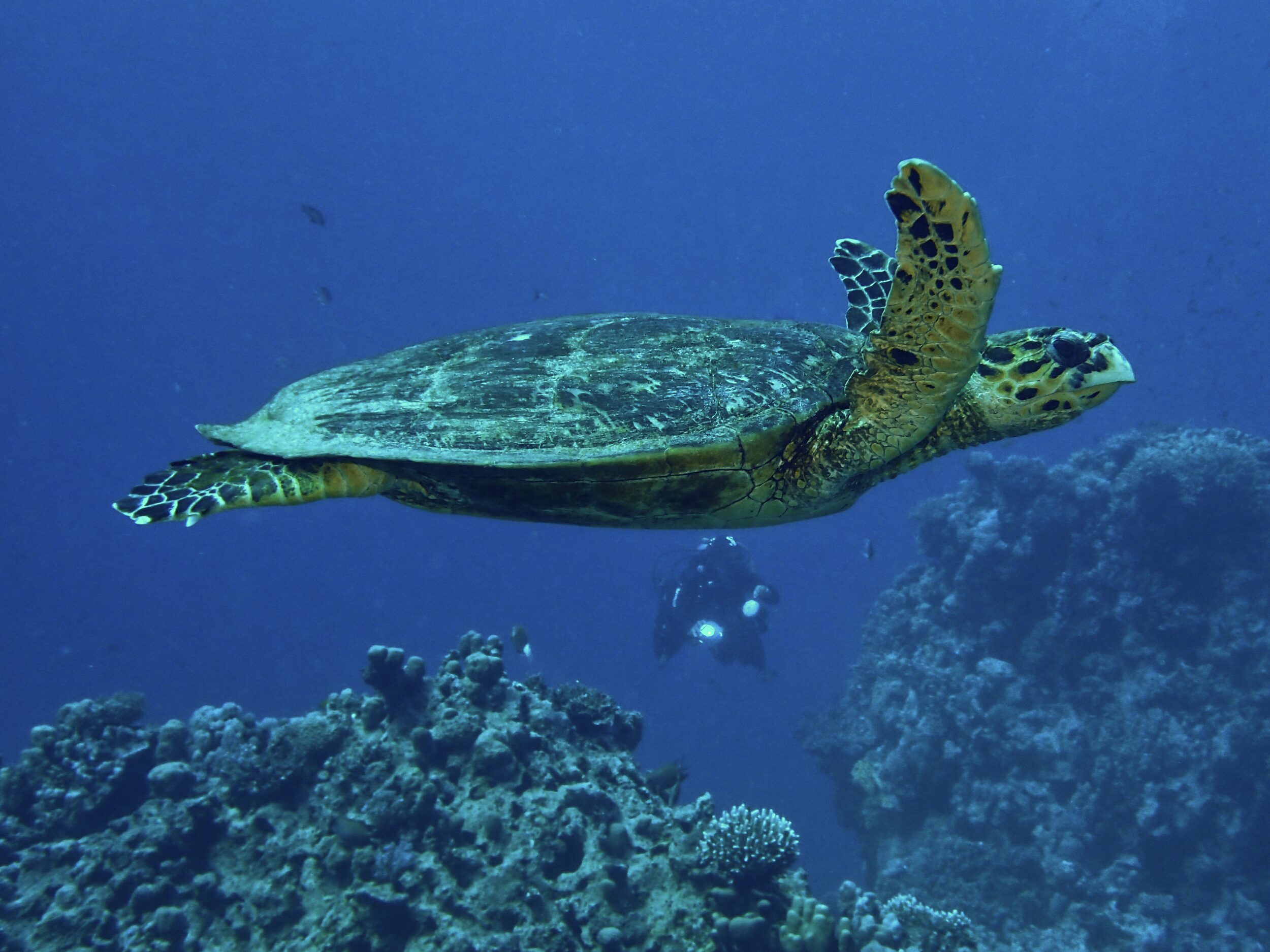 Viele Schildkröten und bunte Korallen