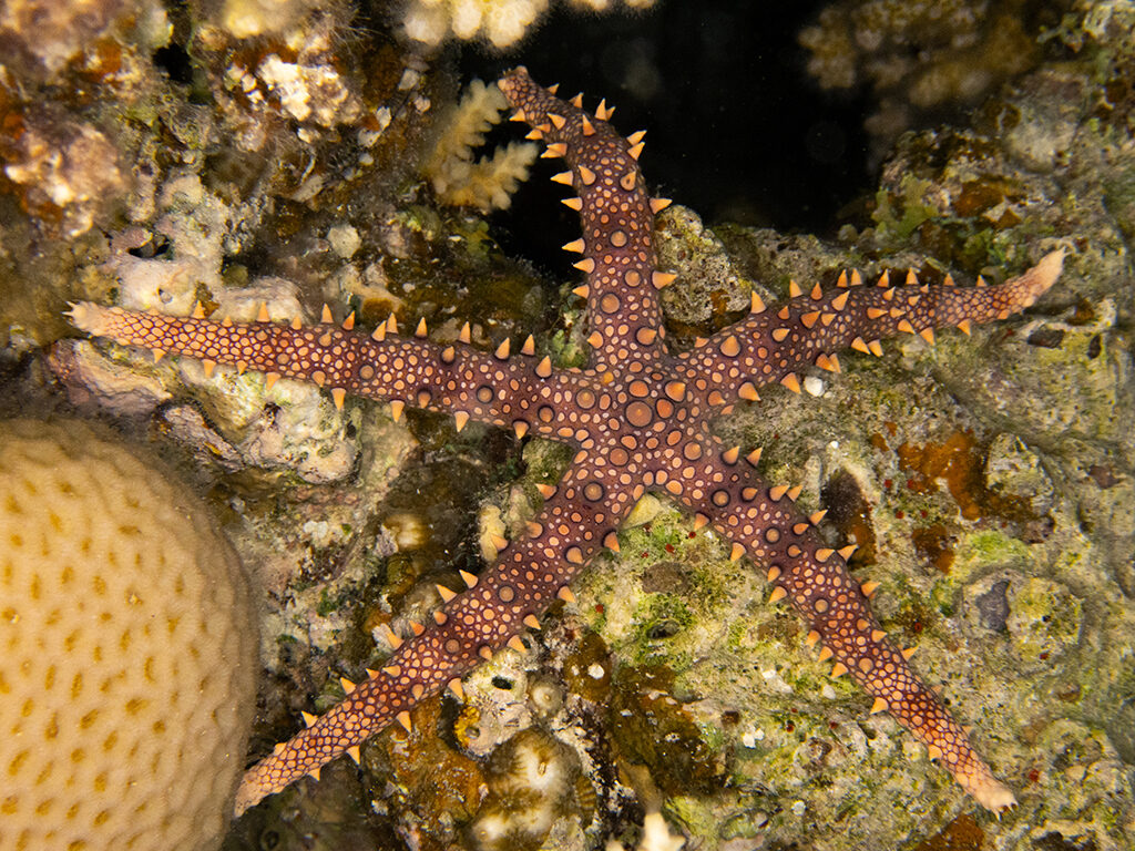 Ein gemütlicher Freitag im Roten Meer