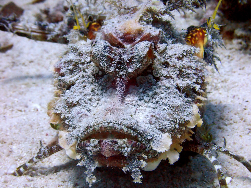Große Fische leben nicht in kleinen Teichen Blue Water Dive Resort