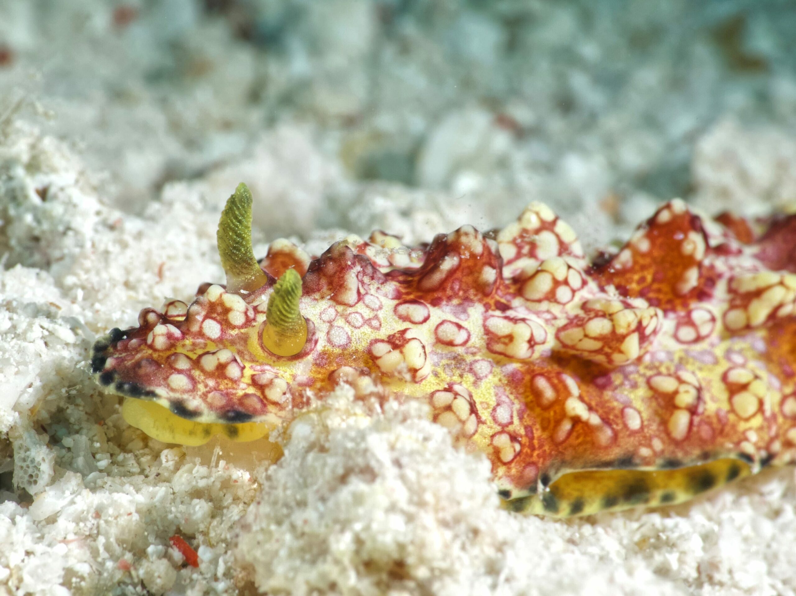 Schnecken waren die Stars des heutigen Tages - Blue Water Dive Resort