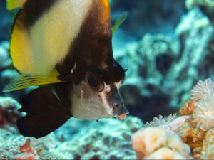 Von Open Water bis zum Rescue Diver