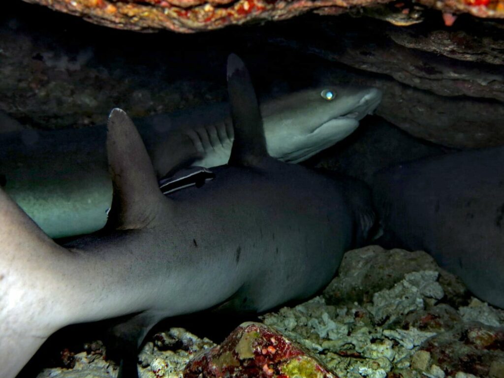 Wracktauchen vom Feinsten und Haie gucken