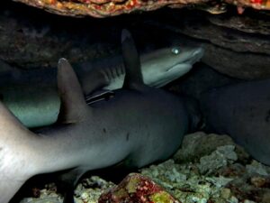 Wracktauchen vom Feinsten und Haie gucken