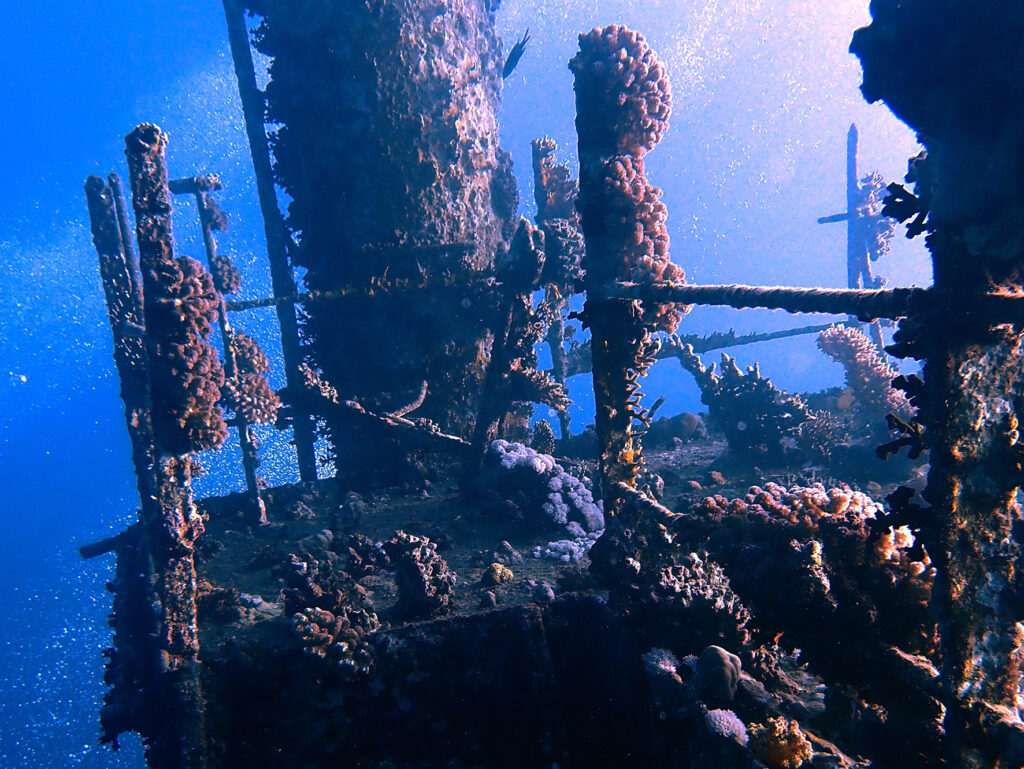 Wracktauchen und Fische gucken am Freitag