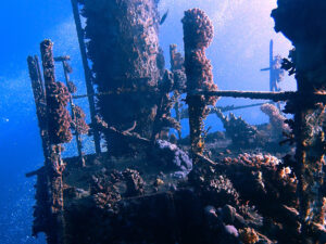 Wracktauchen und Fische gucken am Freitag