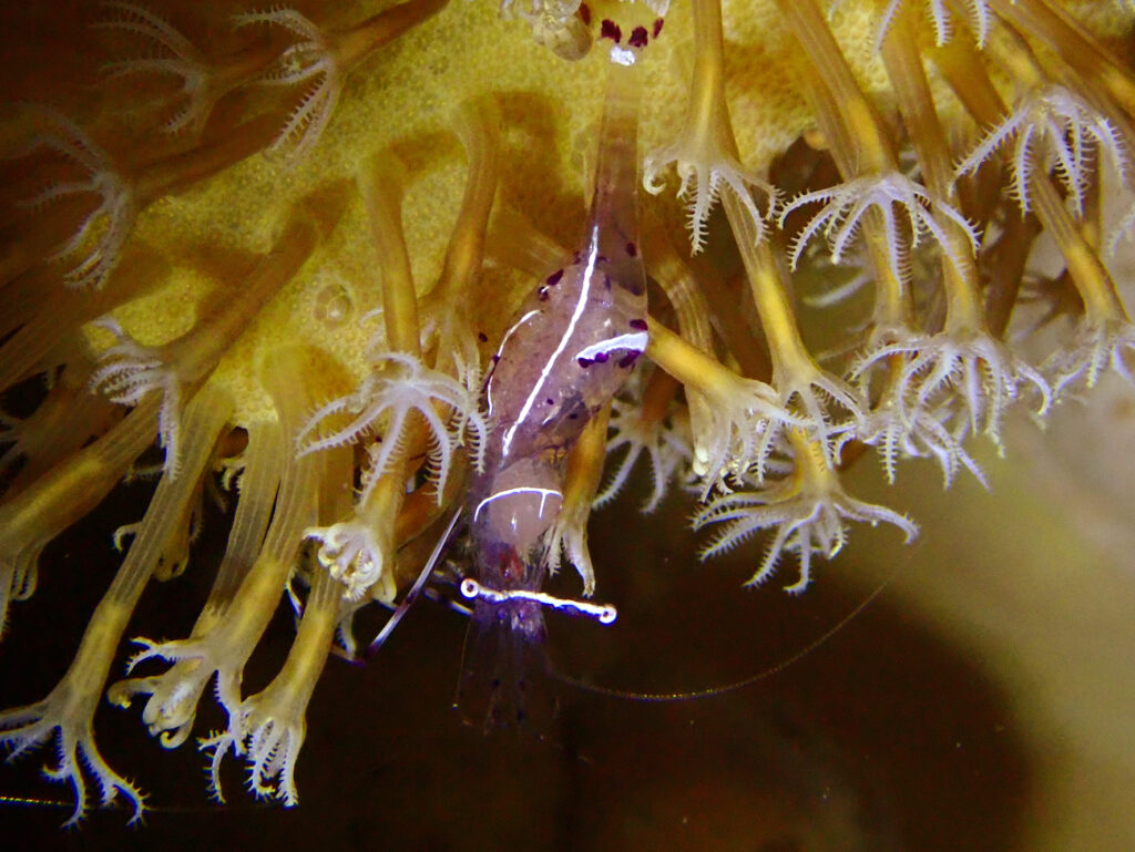 Wir lieben die farbenfrohe Unterwasserwelt