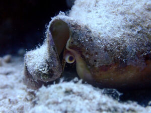 Wenig Wind und schlafende Rochen im Riff