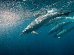 Heute mit Delfinen schnorcheln