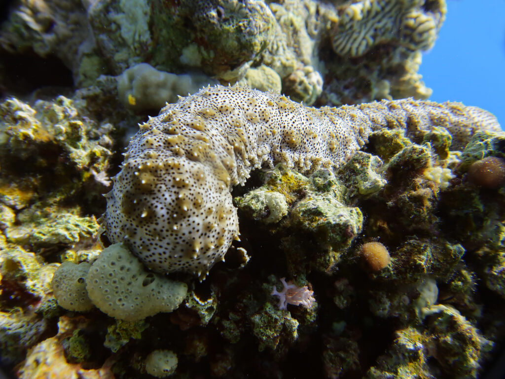 Stille und Zufriedenheit in der Unterwasserwelt