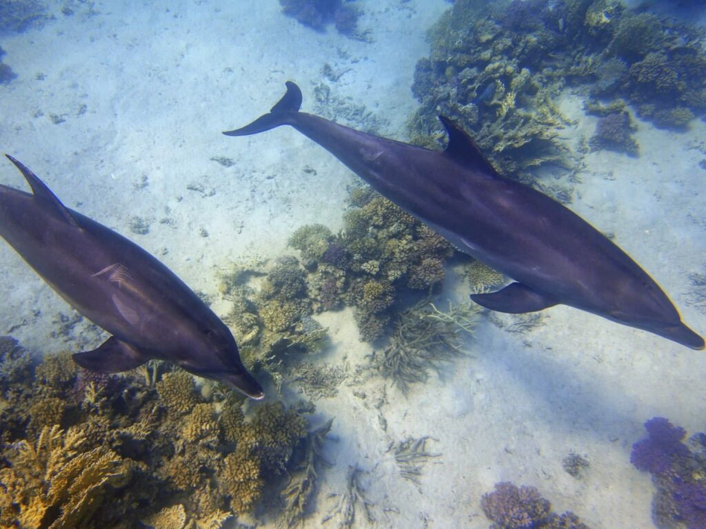 Zwei Tauchgänge, zwei Delfine - ein perfekter Tag