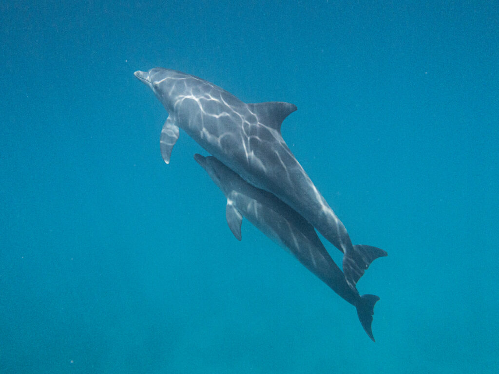 Ein schöner Sicherheitsstopp mit Delfinen