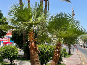 Unsere Woche – News aus Ägypten im Überblick