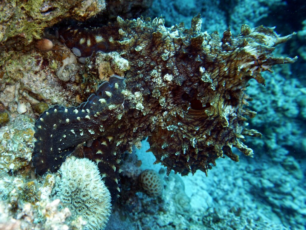 Strömung, Schwarmfische und ein Kurs mit Tiefgang