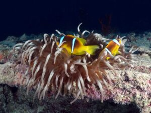 Viel Meeresleben rund ums kleine Wrack