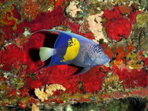 Eine Runde Wracktauchen am Sonntag