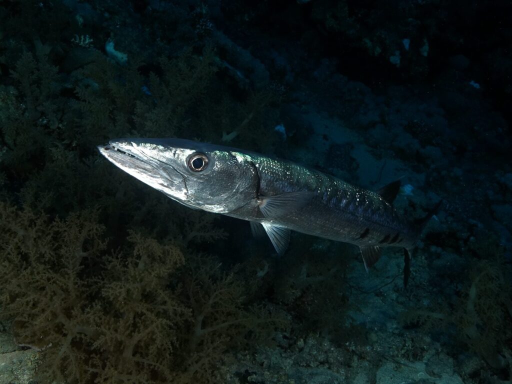 Begegnungen beim Drift am Banana Reef