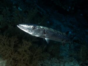 Begegnungen beim Drift am Banana Reef