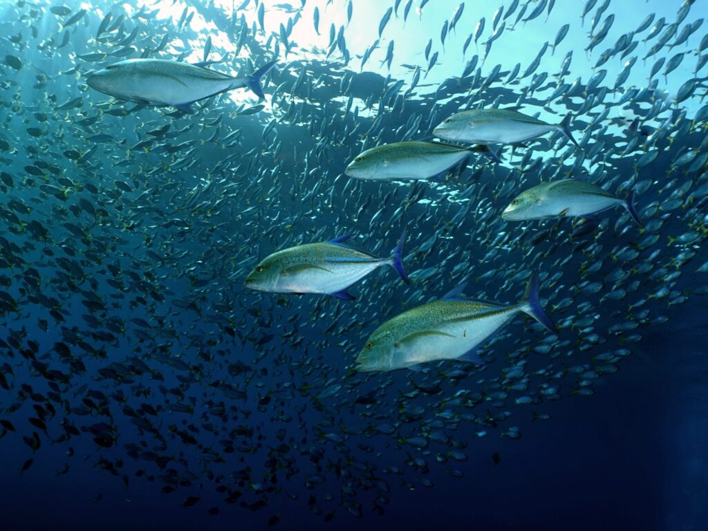 Tauchgänge in mystischer Atmosphäre