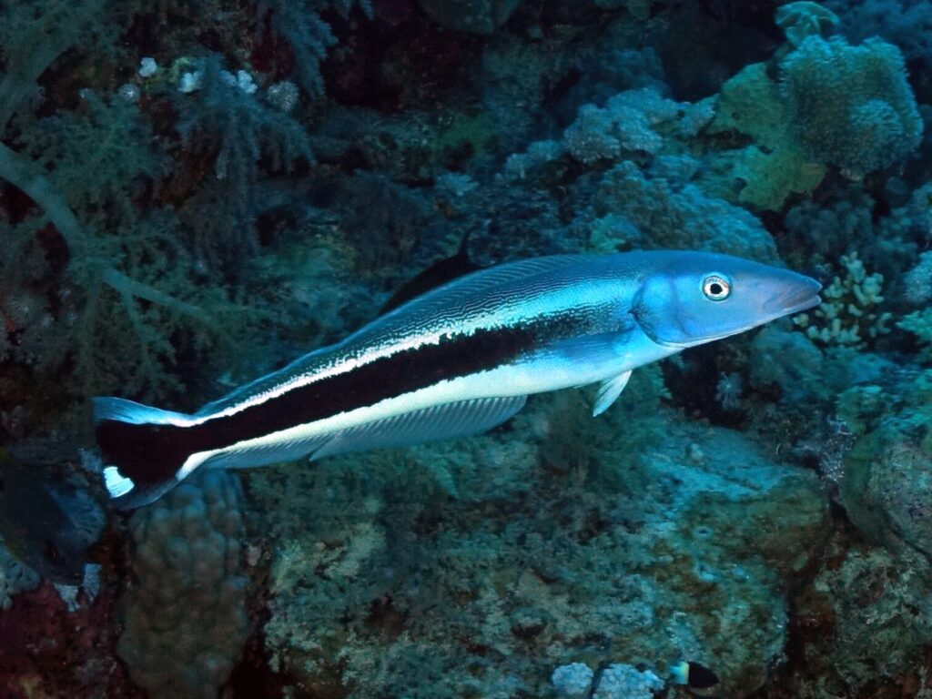 Bunte Fische gucken bei den 7 Zwergen