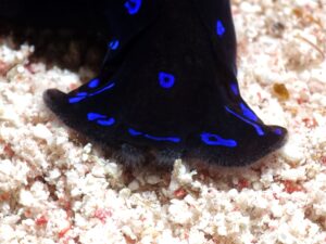 Jubiläumstauchgänge und kleine Kostbarkeiten