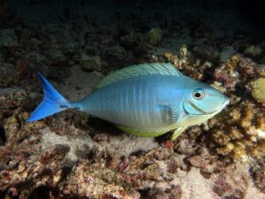 Ein winterlich schöner Tauchgang am Hausriff