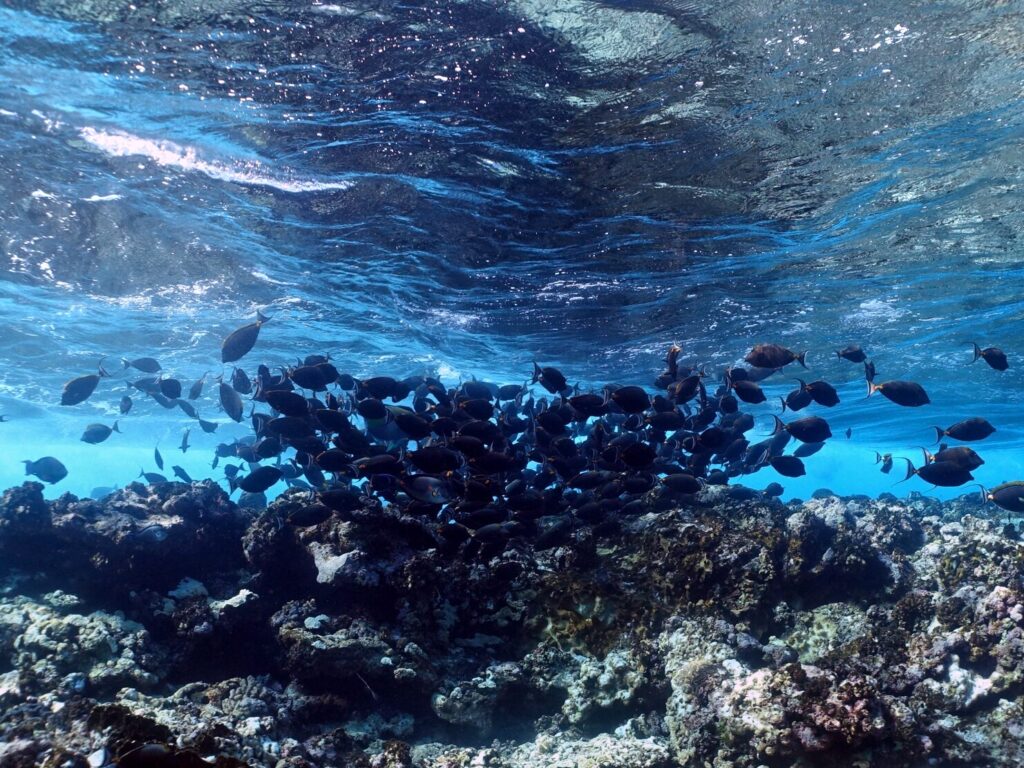 Unsere Welt unter Wasser