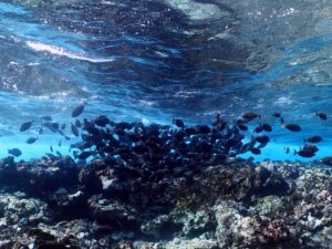 Unsere Welt unter Wasser