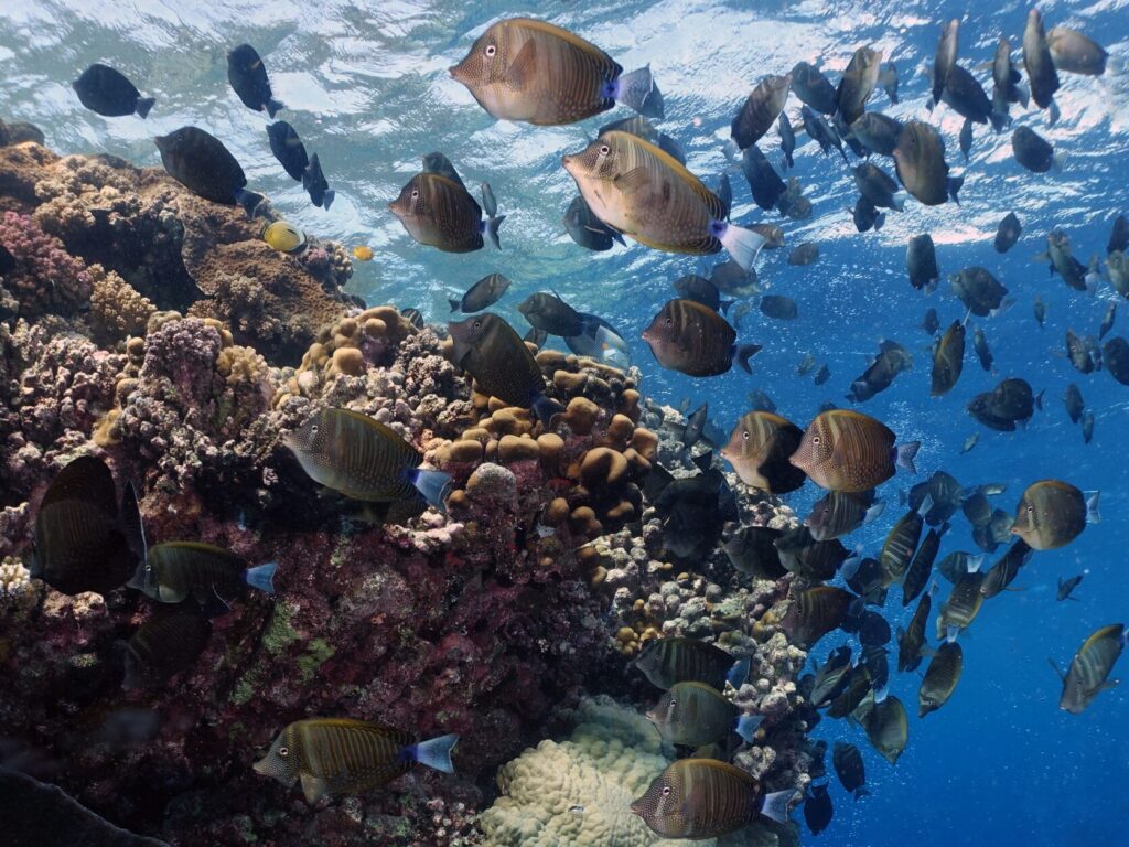 Auch die Fische beobachteten das bunte Treiben