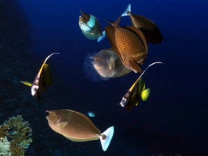 Glückwünsche an Bord und Spaß Unterwasser