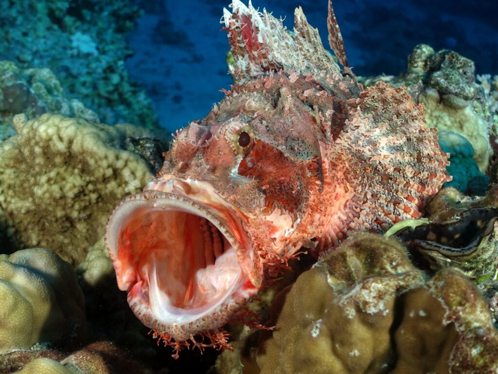 Viel Zeit zum Stöbern und Fische gucken